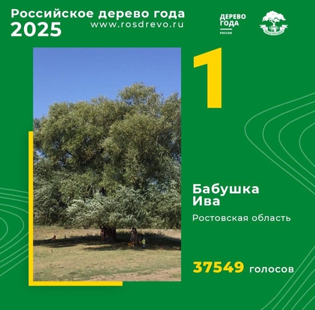 Главное дерево России 2025